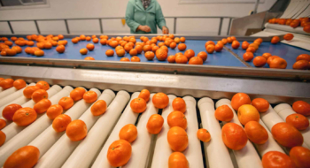 Des mandarines Nadorcott du Maroc sur une station de triage.