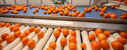 Des mandarines Nadorcott du Maroc sur une station de triage.
