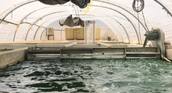 Sur le site de pisciculture de ProTerra Maroc, à Dakhla.