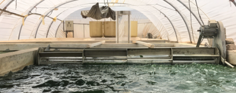 Sur le site de pisciculture de ProTerra Maroc, à Dakhla.