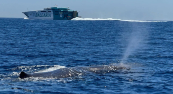 Une baleine nageant dans les eaux du détroit de Gibraltar.
