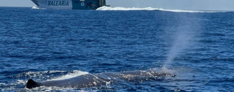 Une baleine nageant dans les eaux du détroit de Gibraltar.