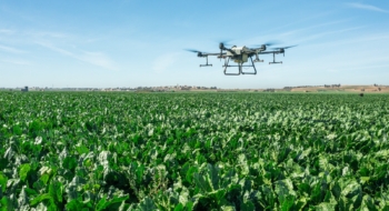 Un drone survolant un champ de betteraves.