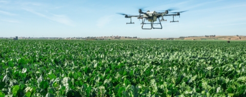 Un drone survolant un champ de betteraves.