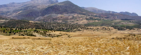 Un champ de blé au Maroc.