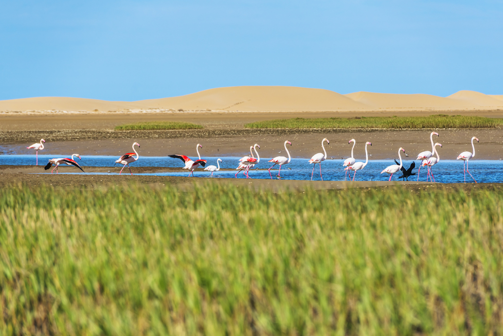 Les flamants roses de Naïla trouvent à Khenifiss quiétude et ressources. Crédit : Oussama Rhalib / Le Desk