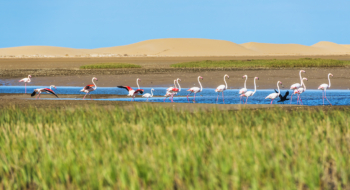 Les flamants roses de Naïla trouvent à Khenifiss quiétude et ressources. Crédit : Oussama Rhalib / Le Desk