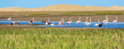 Les flamants roses de Naïla trouvent à Khenifiss quiétude et ressources. Crédit : Oussama Rhalib / Le Desk