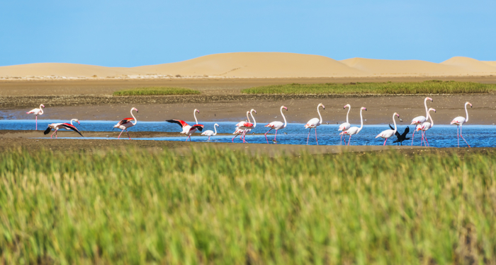 Les flamants roses de Naïla trouvent à Khenifiss quiétude et ressources. Crédit : Oussama Rhalib / Le Desk