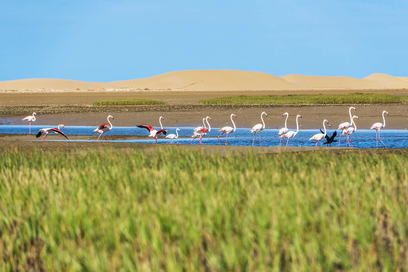 Les flamants roses de Naïla trouvent à Khenifiss quiétude et ressources. Crédit : Oussama Rhalib / Le Desk