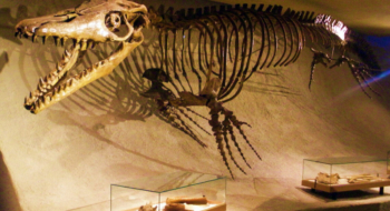 Pluridens imelaki appartenait aux Halisaurinae, une sous-famille de mosasaures généralement considérée comme plus petite que les autres groupes.