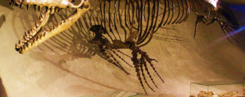 Pluridens imelaki appartenait aux Halisaurinae, une sous-famille de mosasaures généralement considérée comme plus petite que les autres groupes.