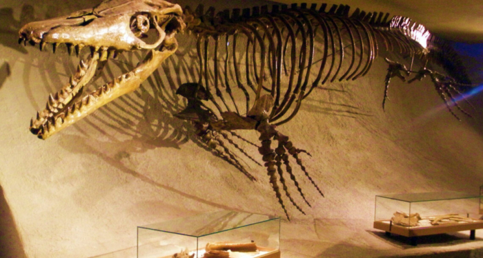 Pluridens imelaki appartenait aux Halisaurinae, une sous-famille de mosasaures généralement considérée comme plus petite que les autres groupes.