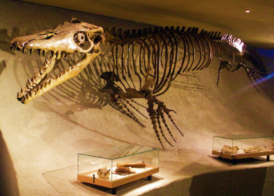 Pluridens imelaki appartenait aux Halisaurinae, une sous-famille de mosasaures généralement considérée comme plus petite que les autres groupes.
