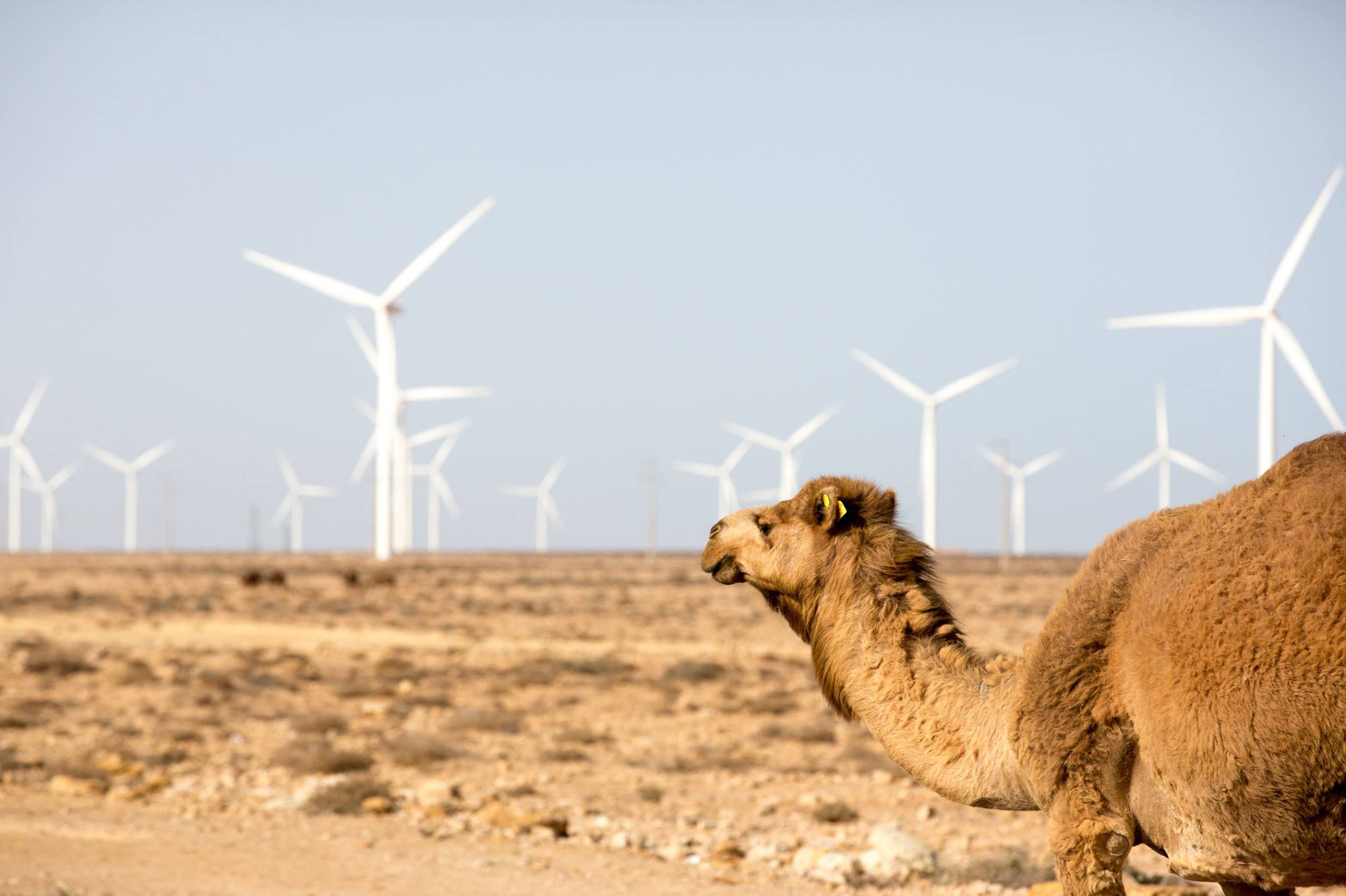 Le parc éolien de Tarfaya.