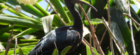 Un ibis falcinelle dans le Jardin zoologique de Rabat.