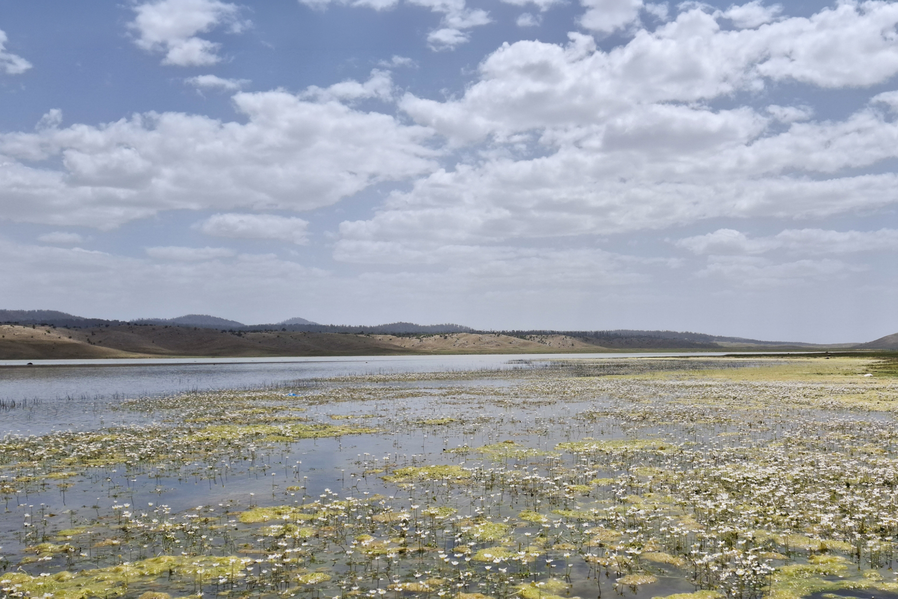 Sous son tapis de fleurs, le lac d'Afennourir cache une prodigieuse biodiversité.