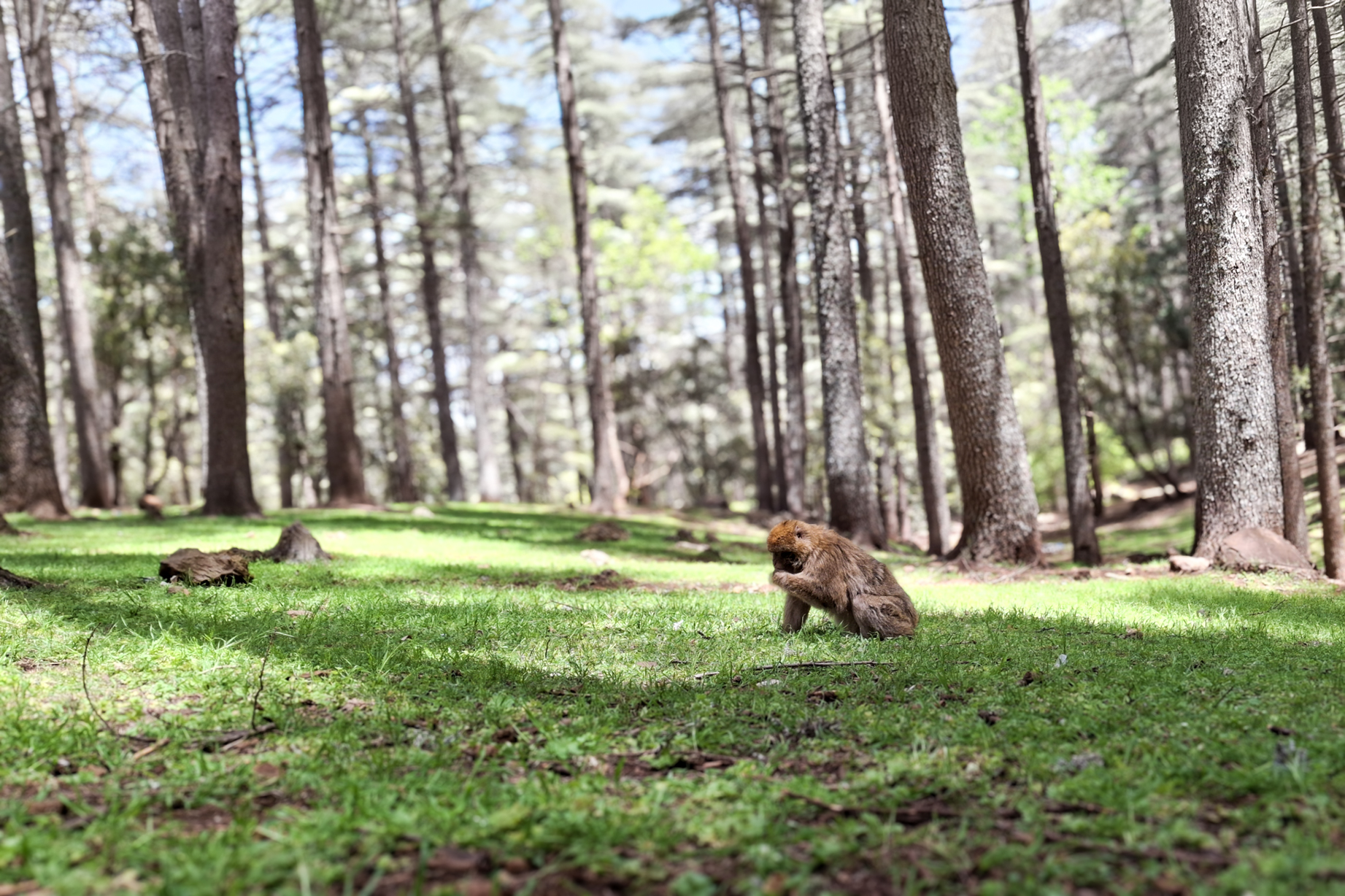 Un singe magot à la recherche de nourriture dans une forêt des environs du village de Ras Al Ma.